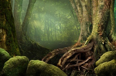 mysterious forest, weird trees, roots and mossy rocks