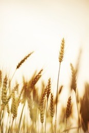 sunset over wheat field.vintage tone.
