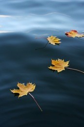 fallen maple leafs floats on a calm lake at autumn
