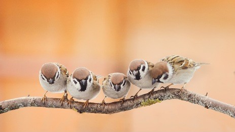 a lot of little funny birds sitting on a branch and looking curiously