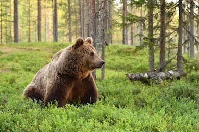 european brown bear in a forest landscape at summer. grizzly.