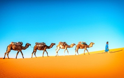 camel caravan going through the sand dunes in the sahara desert, marocco. camel in desert concept.