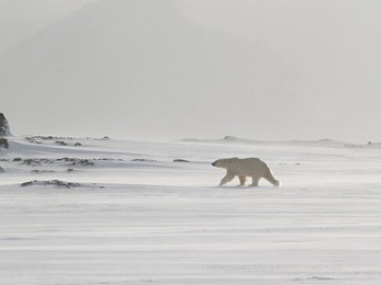 polar bear, king of the arctic