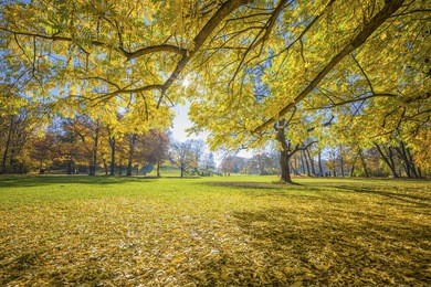 english garden in autumn, munich, germany