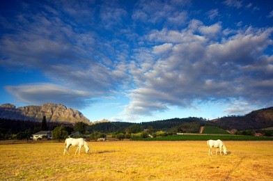 horses graze on golden pasture in the yellow foothills of the stellenbosch mountains, south africa