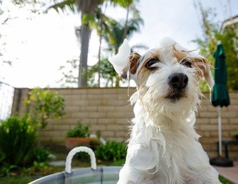 adorable jack russell terrier getting an unwelcome bath.
