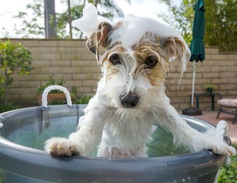 adorable jack russell terrier getting an unwelcome bath.