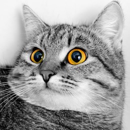 gray tabby cat inquiring look, close-up.