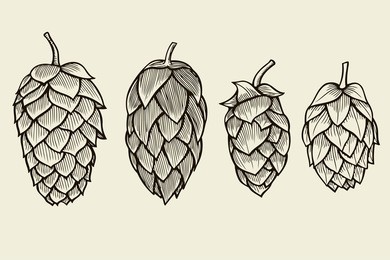 hand drawn engraving style hops set. common hop or humulus lupulus branch with leaves and cones. vector illustration