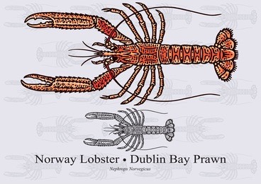 norway lobster, dublin bay prawn, iceland lobster, scampi, nephrops. vector illustration for artwork in small sizes. suitable for graphic and packaging design, educational examples, web, etc.