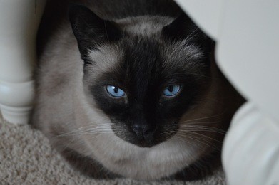 siamese cat under a table