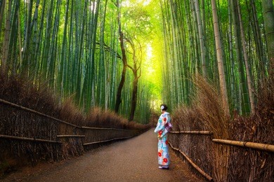 bamboo forest of arashiyama near kyoto, japan