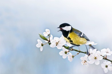 small parus on twig close up