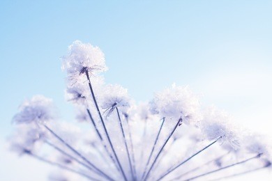 abstract dry flower at sunrise in winter, against clear blue sky