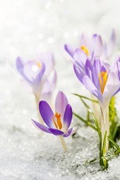 purple crocuses in the snow