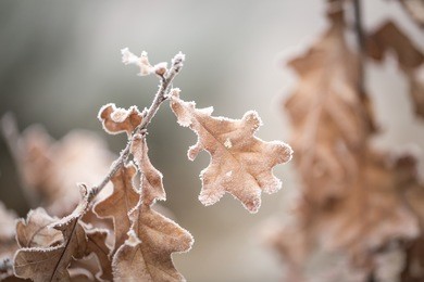 beautiful frozen tree branch with  dead leaves and ice crystals. close up of withered tree twig in winter.