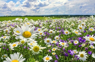 beautiful summer landscape with blossoming meadow and flowers. wild flowers blooming spring