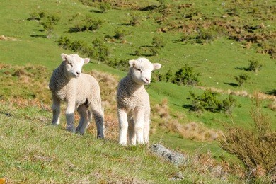 two lambs. 
queenstown, new zealand