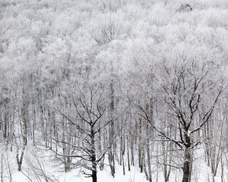 above view of woods in snow in cold winter day