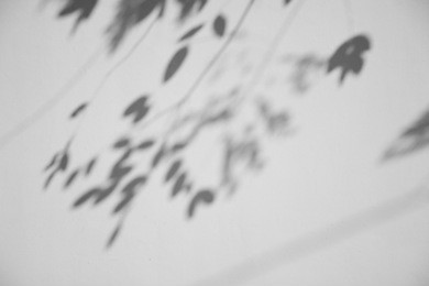 shadow of the leaves on a white wall - monochrome