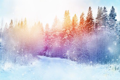 beautiful landscape. the road in the winter forest, snow flying