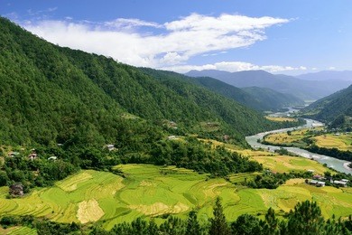 terraced paddy fields in the punakha valley with the mo chu river flowing alongside