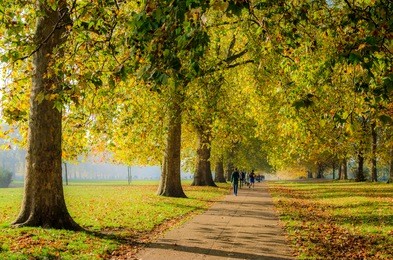 active people by a tree lined path in hyde park in autumn