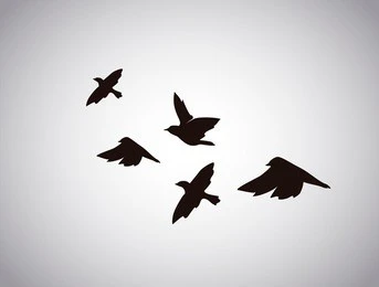 vector silhouette flying birds on white background. tattoo