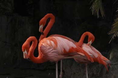 flamingos grooming