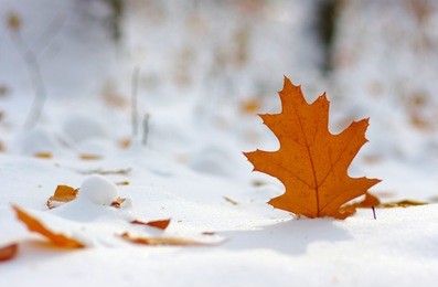 yellow leaves in snow. late fall and early winter. blurred nature background with shallow dof.