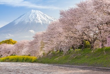 beautiful mountain fuji and sakura cherry blossom in japan spring season

