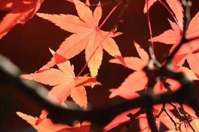 light up of maple tree in autumn at tofukuji temple kyoto japan