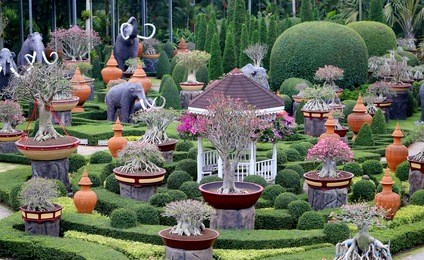 photo unusual background beautiful exotic garden with small bonsai
