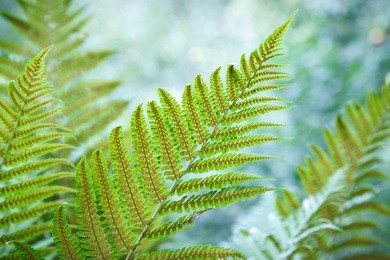 beautiful fern leaves with spores