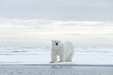 big polar bear on drifting ice edge with snow and water in arctic svalbard. big dangerous animal from cold nature.
