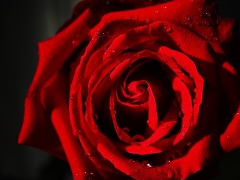 red rose