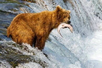 alaska. bears catch fish.