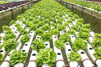 hydroponics green vegetable garden