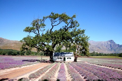 lavender fields around stellenbosch vineyards, south africa

