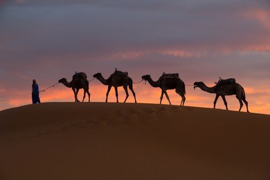 africa, north africa, tafilalet, erfoud, merzouga, erg chebbi, dromedary (camelus dromedarius) camels/caravan  being led through desert by tuareg man, on the erg chebbi dunes (up to 400 ft in height).