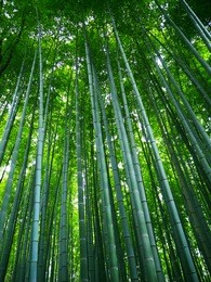 green bamboo forest in japan