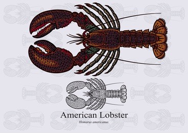 american lobster, true lobster, maine lobster. vector illustration with precise details and optimized stroke that allows the image to be used in small sizes.