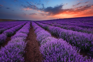 magnificent summer sunset at lavender field near the town of burgas, bulgaria