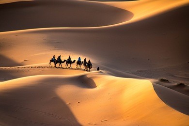 a caravan walking through the golden sand dunes of erg chebbi near merzouga in morocco, sahara, africa