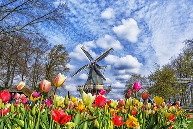 dutch windmill and colorful tulips in spring garden of flowers keukenhof, holland, netherlands.