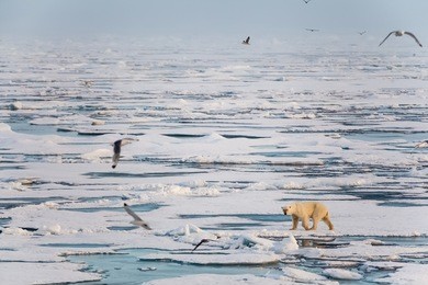 beautiful polar bear on arctic sea ice