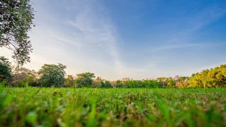close up green grass field with blur park background,spring and summer concept
