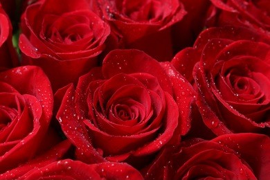 close up of red roses and water drops.