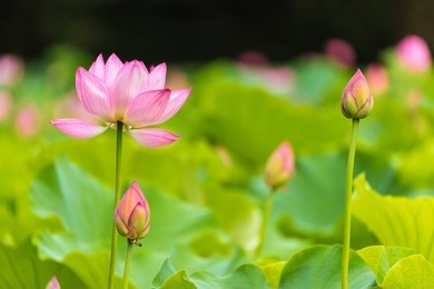 the bud of a lotus flower.background is the lotus leaf and lotus flower and lotus bud and tree.shooting location is the sankeien in yokohama, kanagawa prefecture japan.