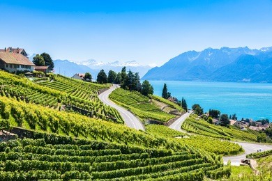 vineyards in lavaux region - terrasses de lavaux terraces, switzerland